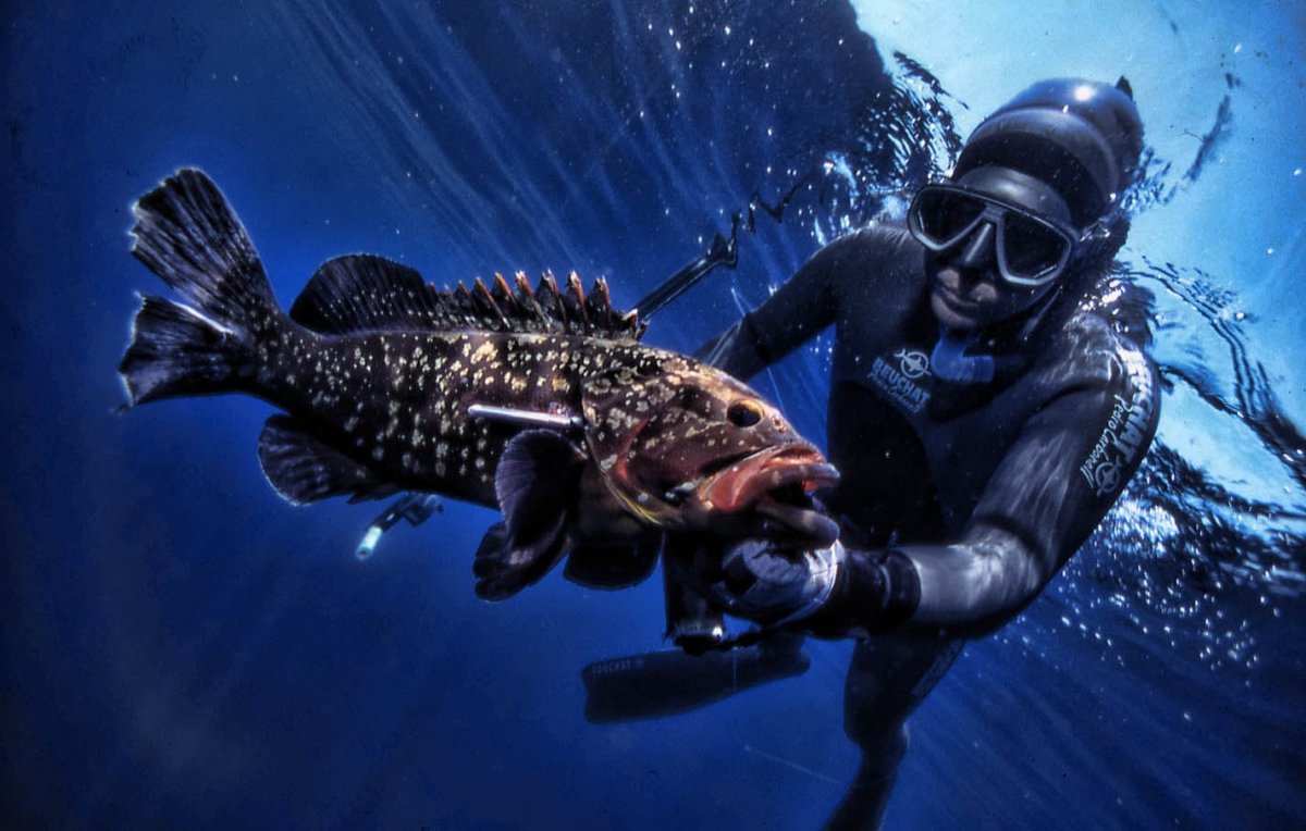 Групер подводная охота