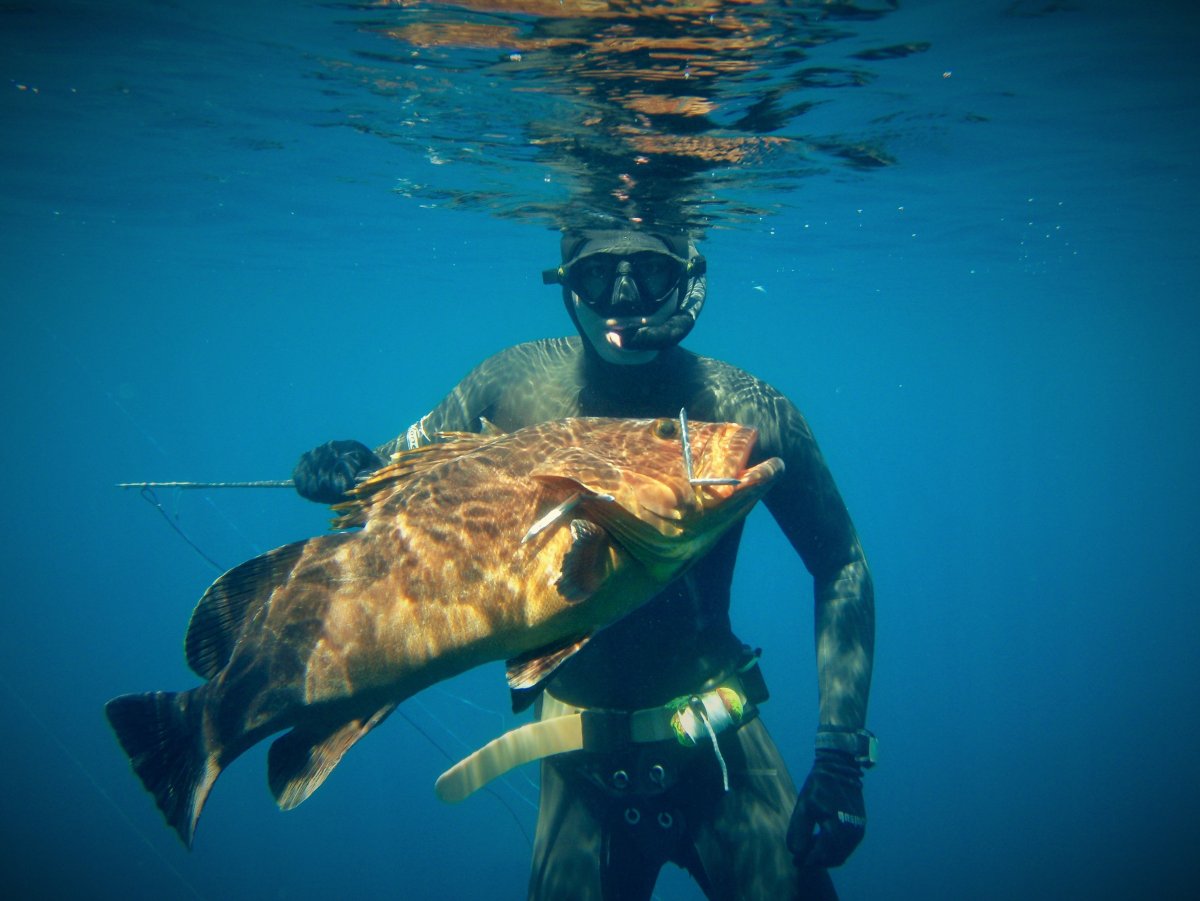 Групер подводная охота