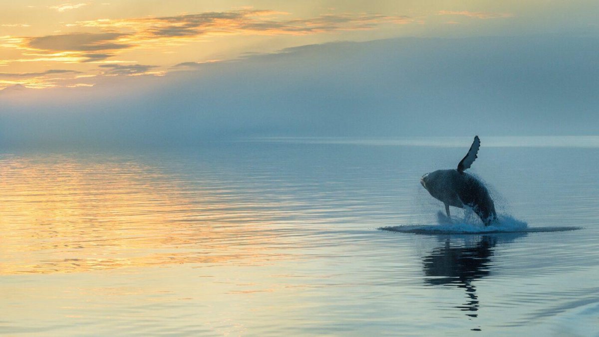 Киты в океане