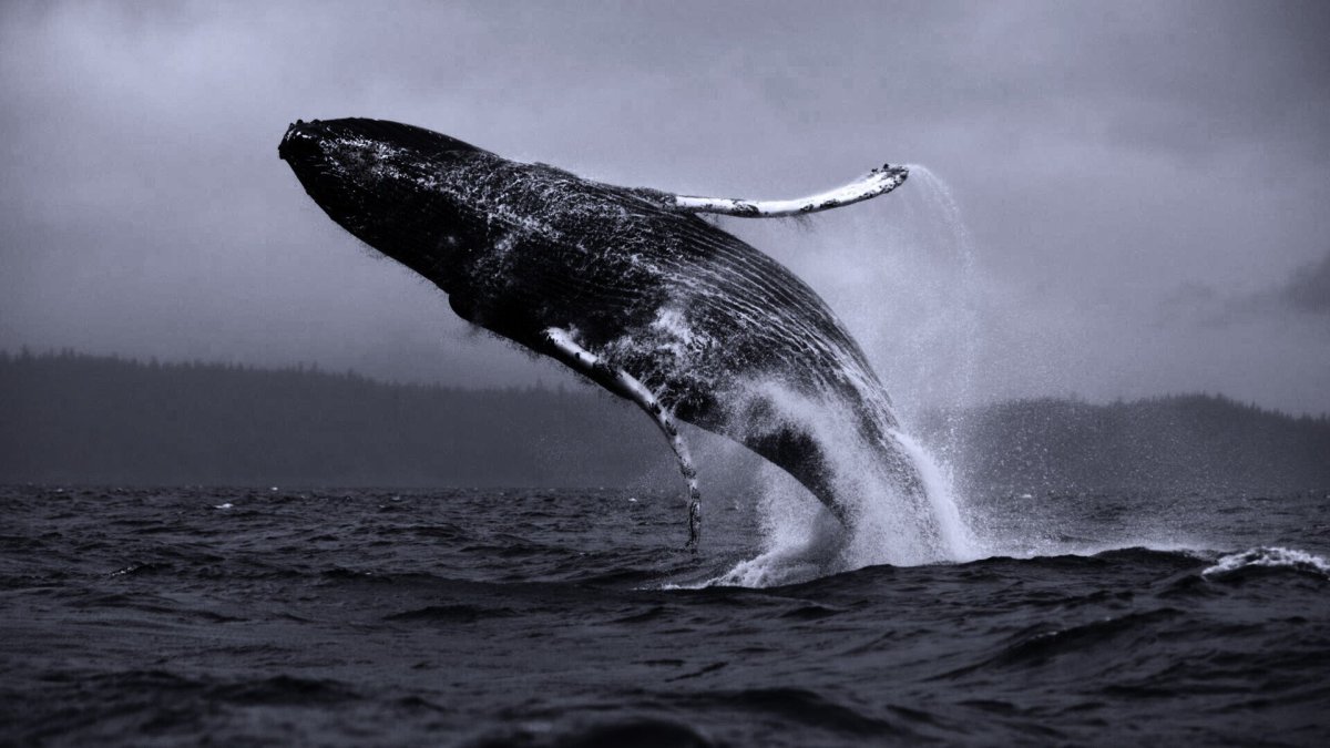 Киты в черном море