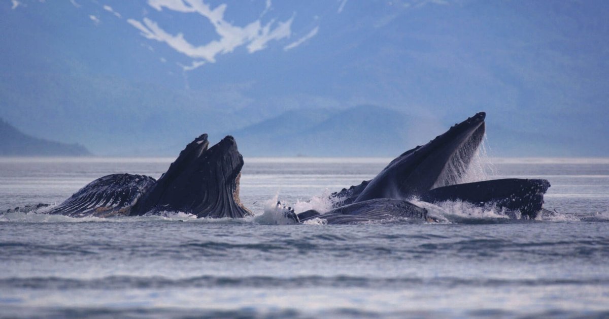 Небесный кит