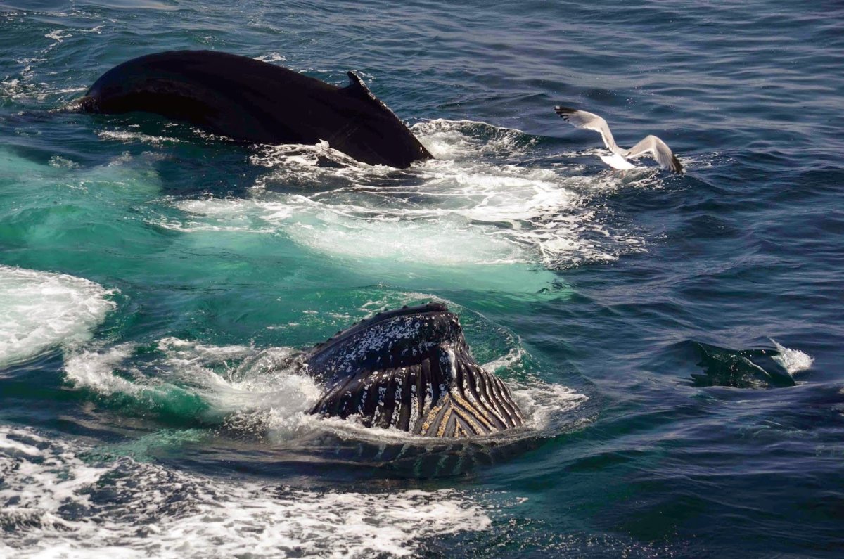 Горбатый кит