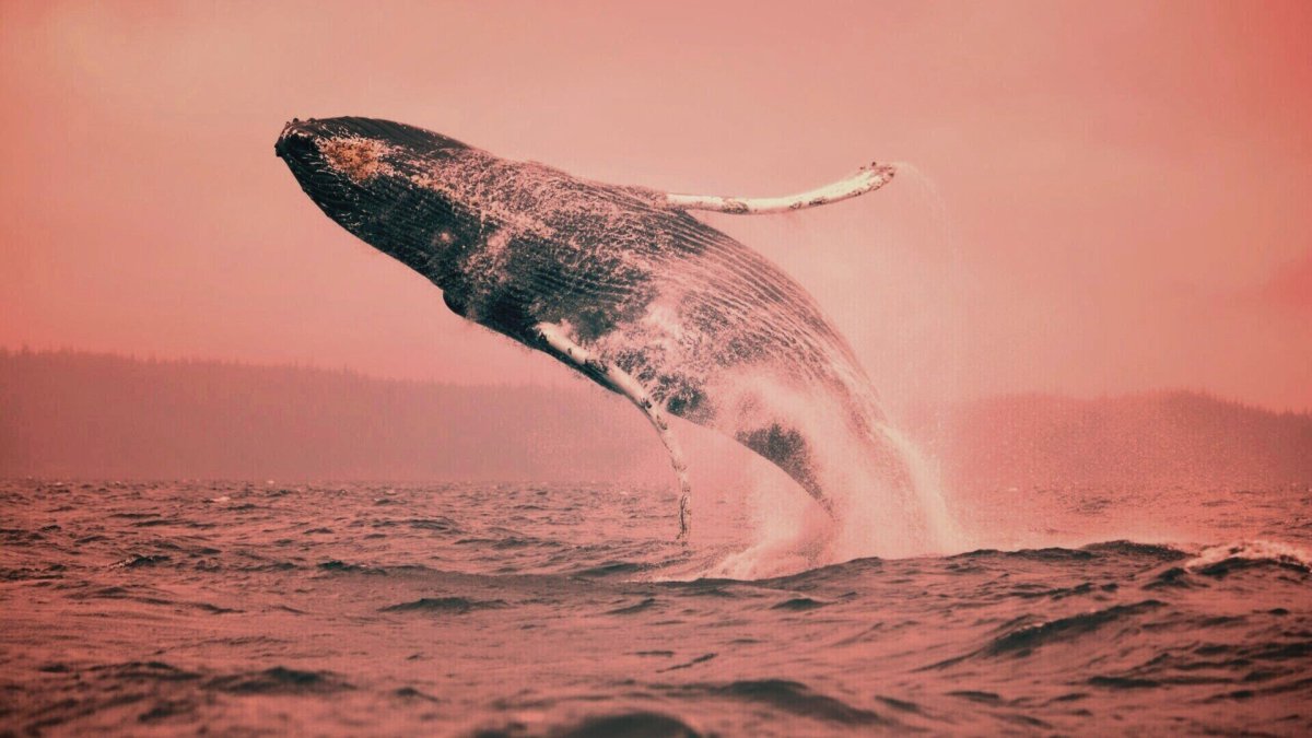 Кит полосатик в черном море