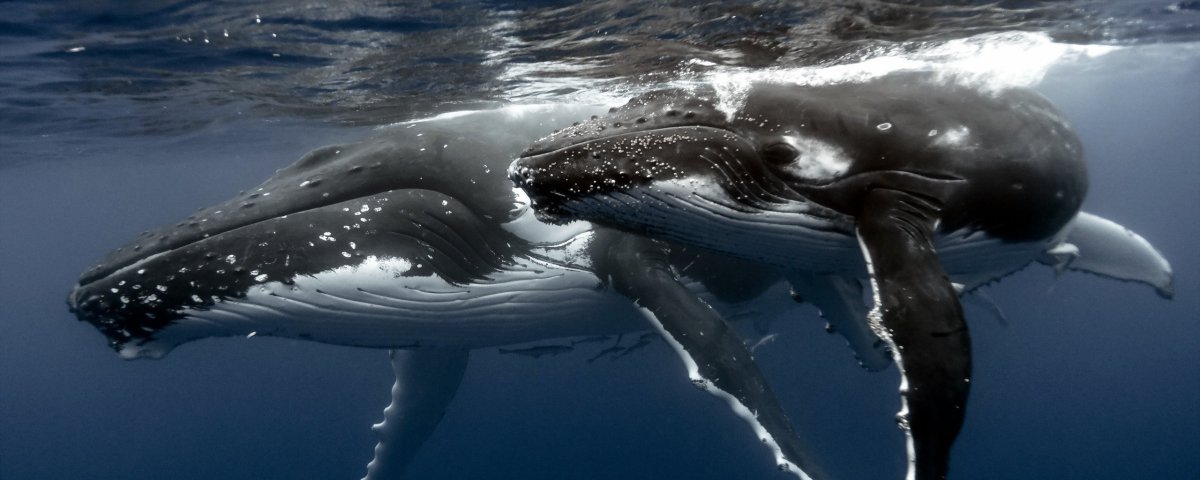 Обои на рабочий стол киты