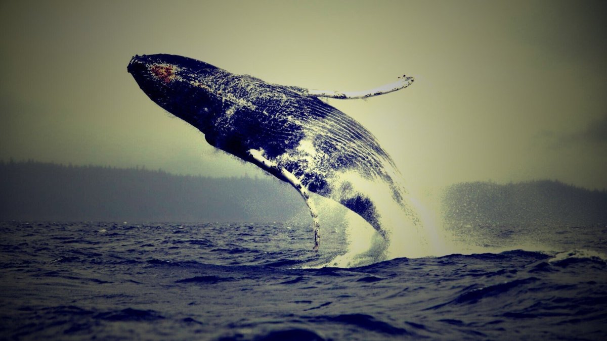Whale кит