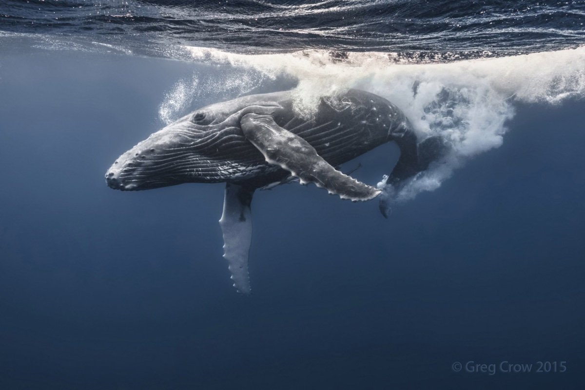 Синий кит акварель