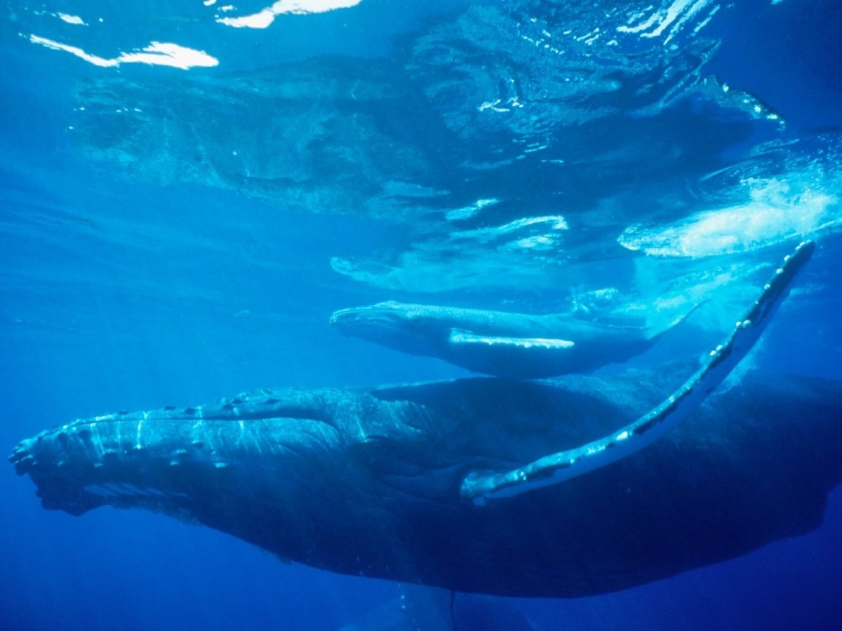 Фотообои синий кит