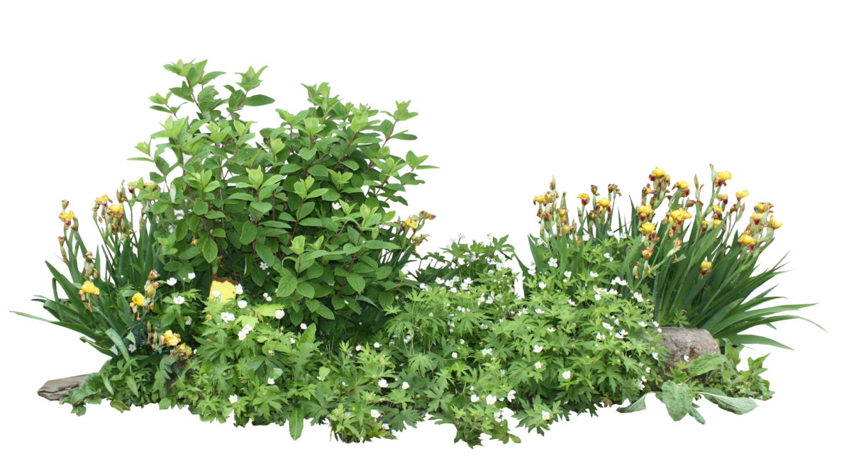 Клумба на белом фоне