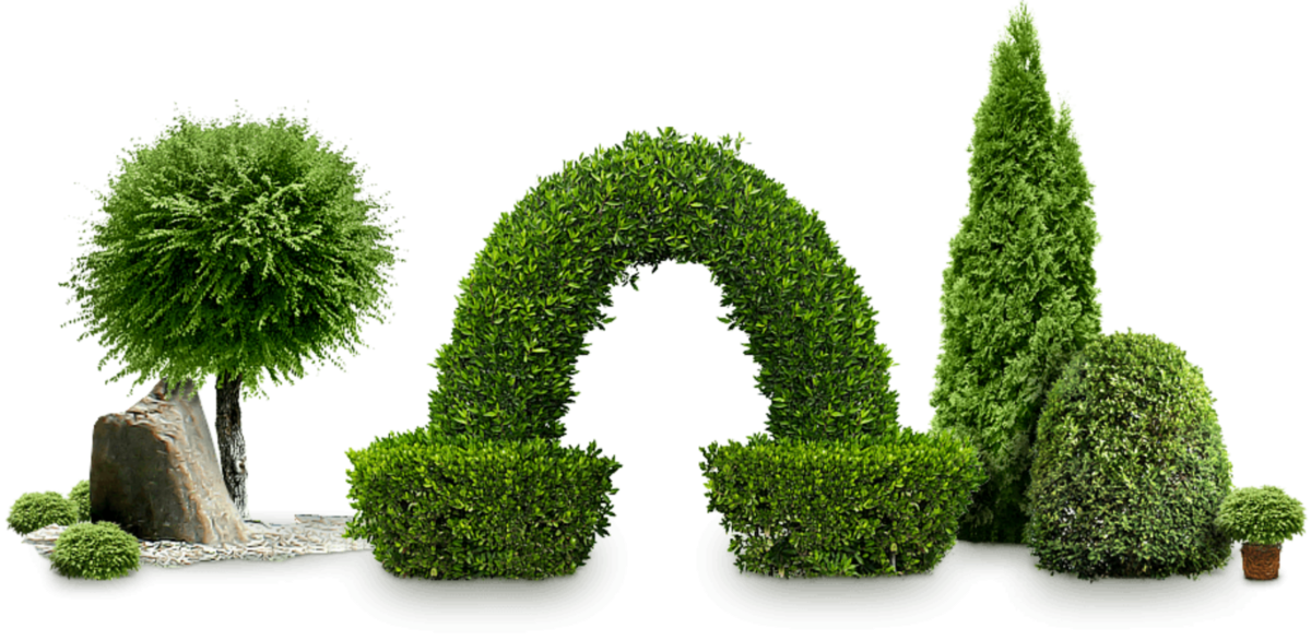 Композиция из растений