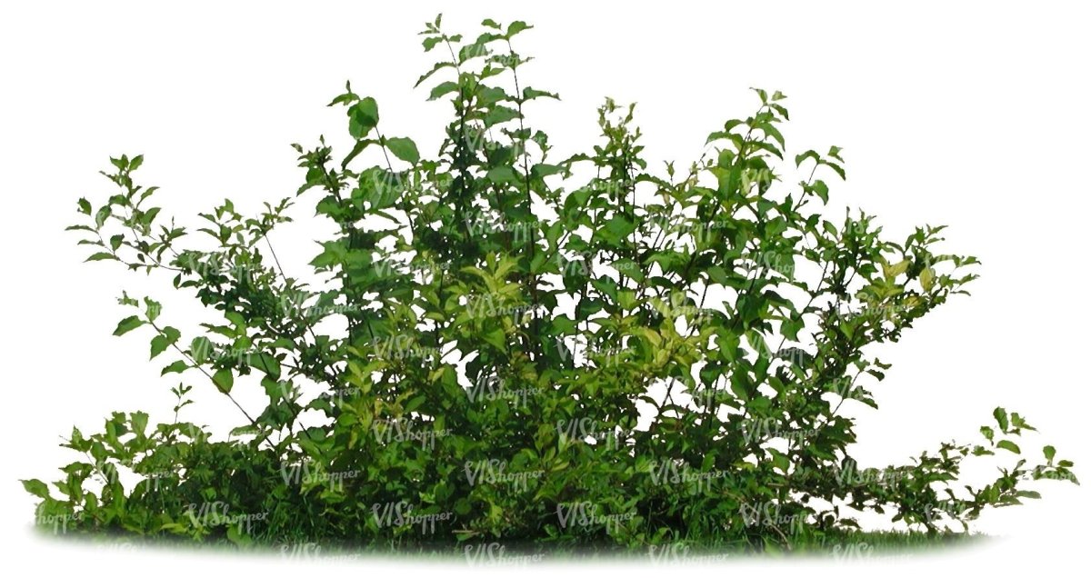 Кустарник дикорастущий на белом фоне