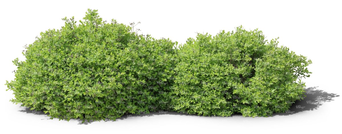 Куст на прозрачном фоне