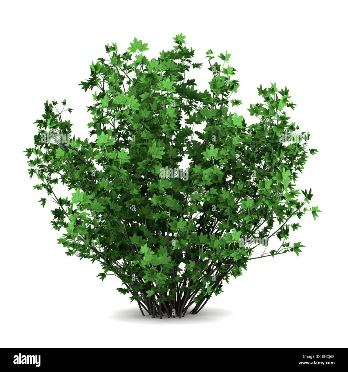 Куст смородины на белом фоне