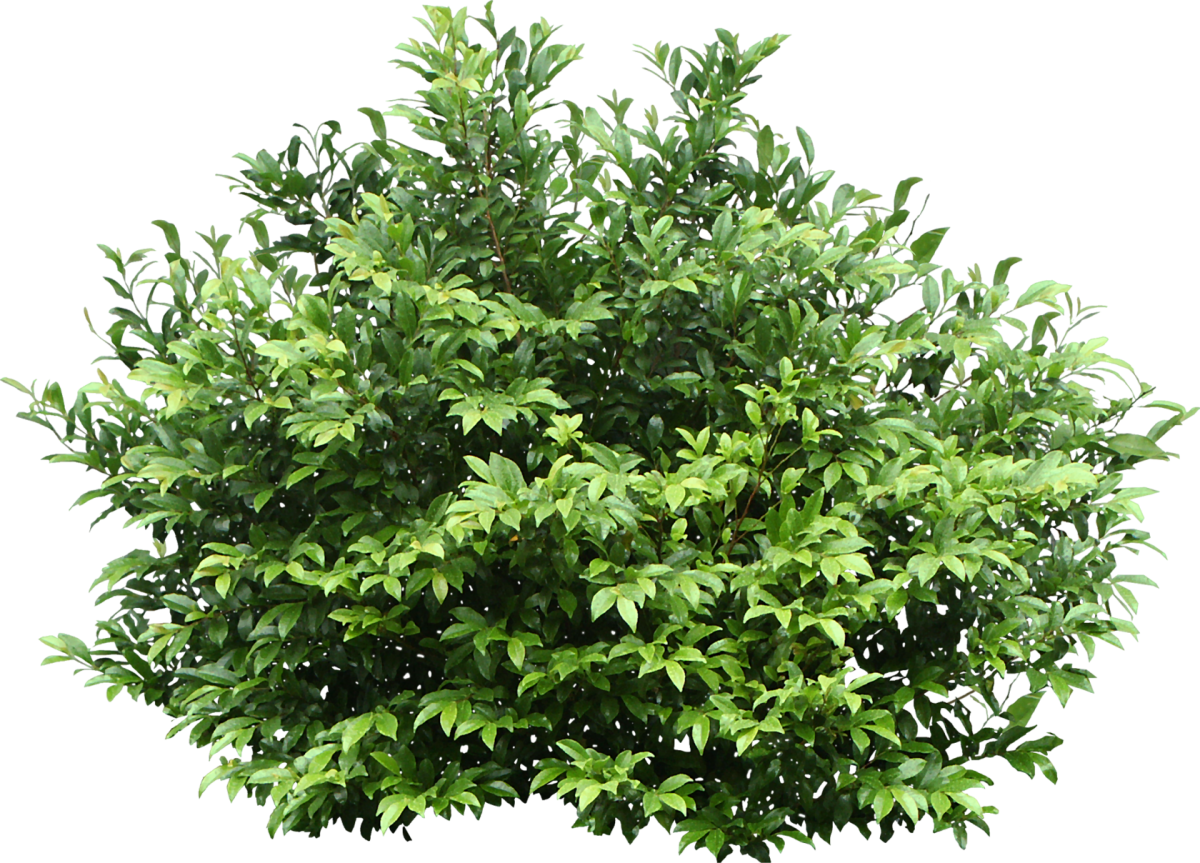 Куст на прозрачном фоне