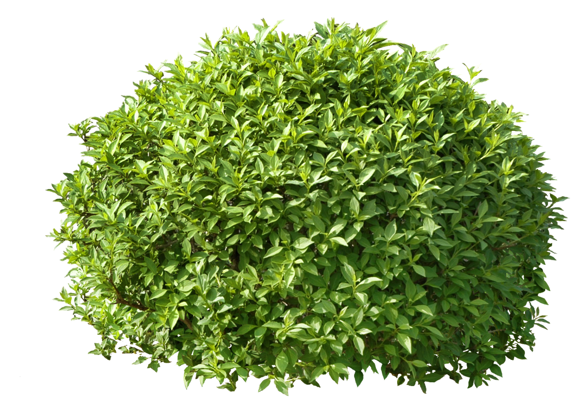 Дерен белый Элегантиссима