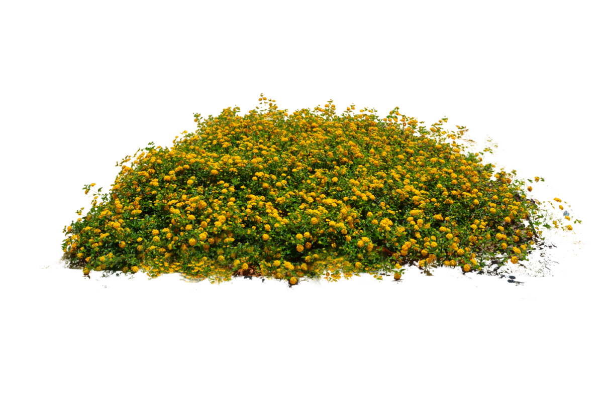 Куст на белом фоне