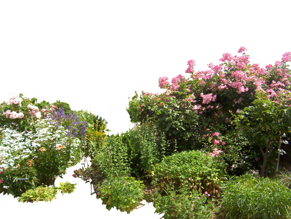 Кусты цветов на прозрачном фоне