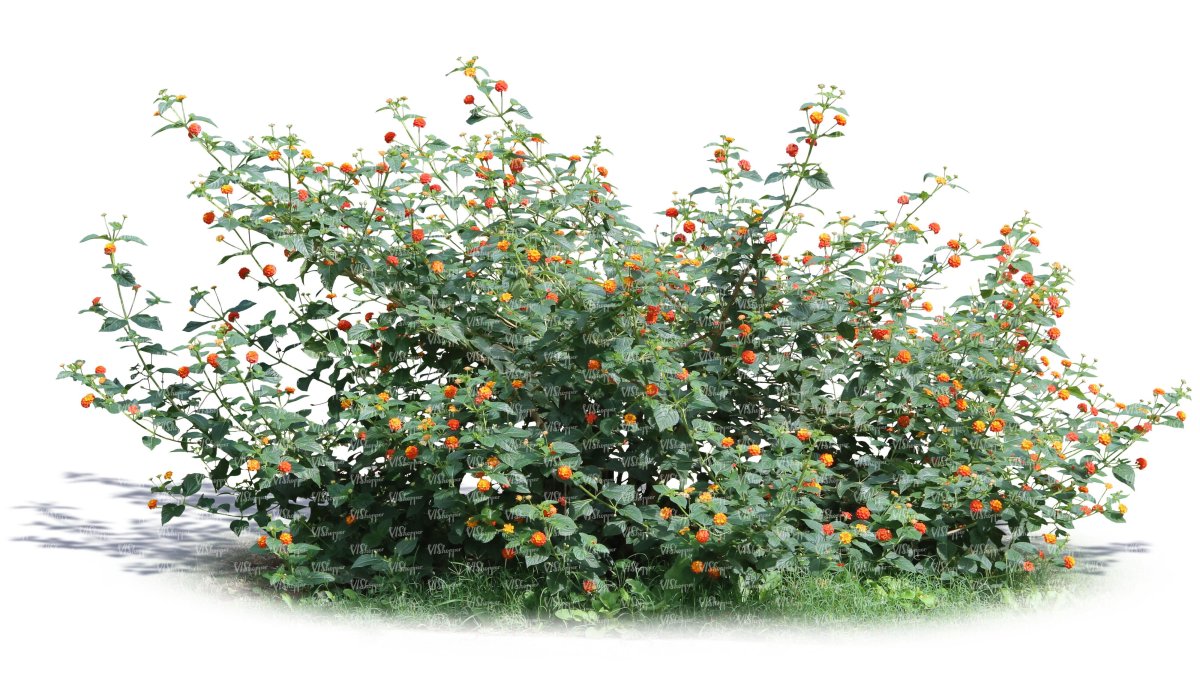 Куст малины,куст шиповника