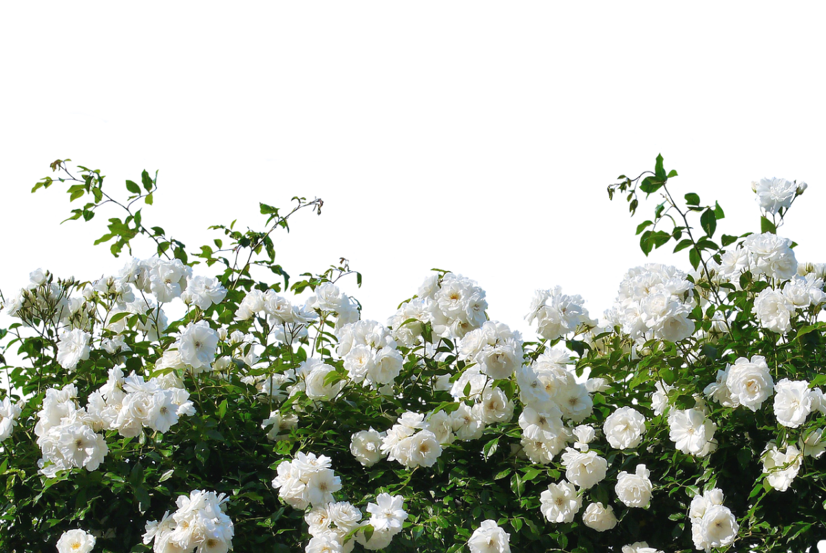 Жасмин кустарник