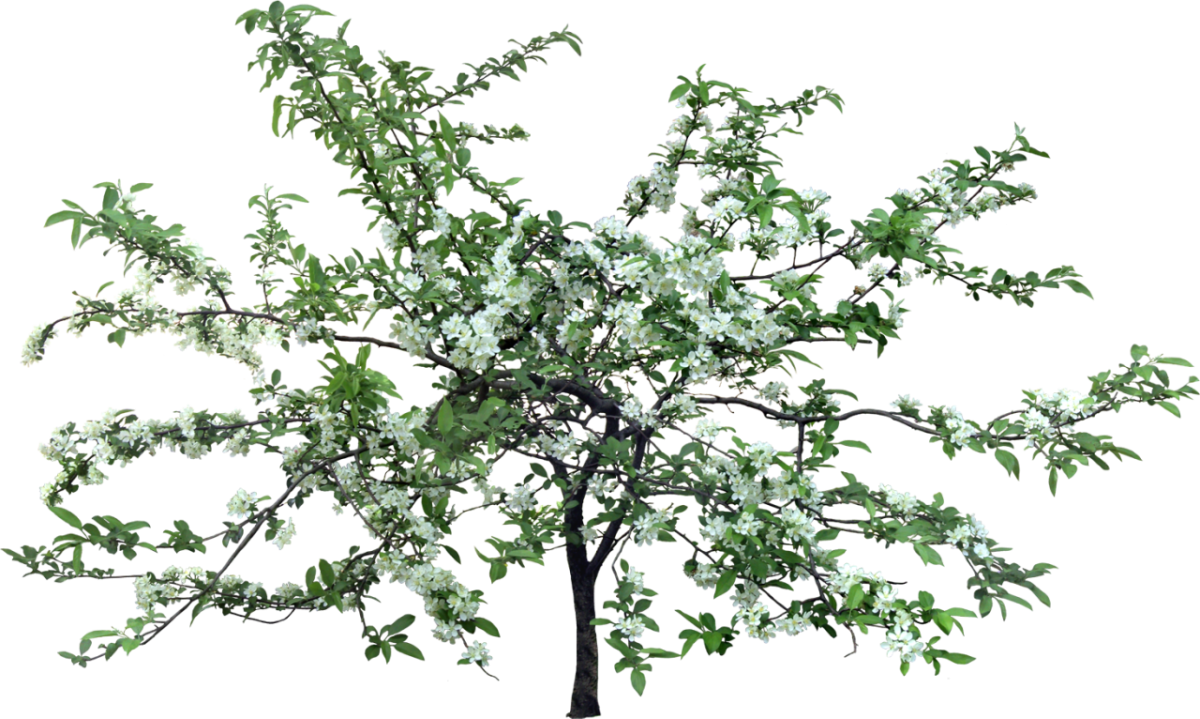 Деревья и кусты на прозрачном фоне