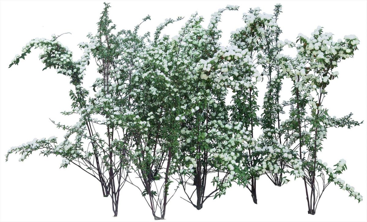 Спирея Вангутта на белом фоне