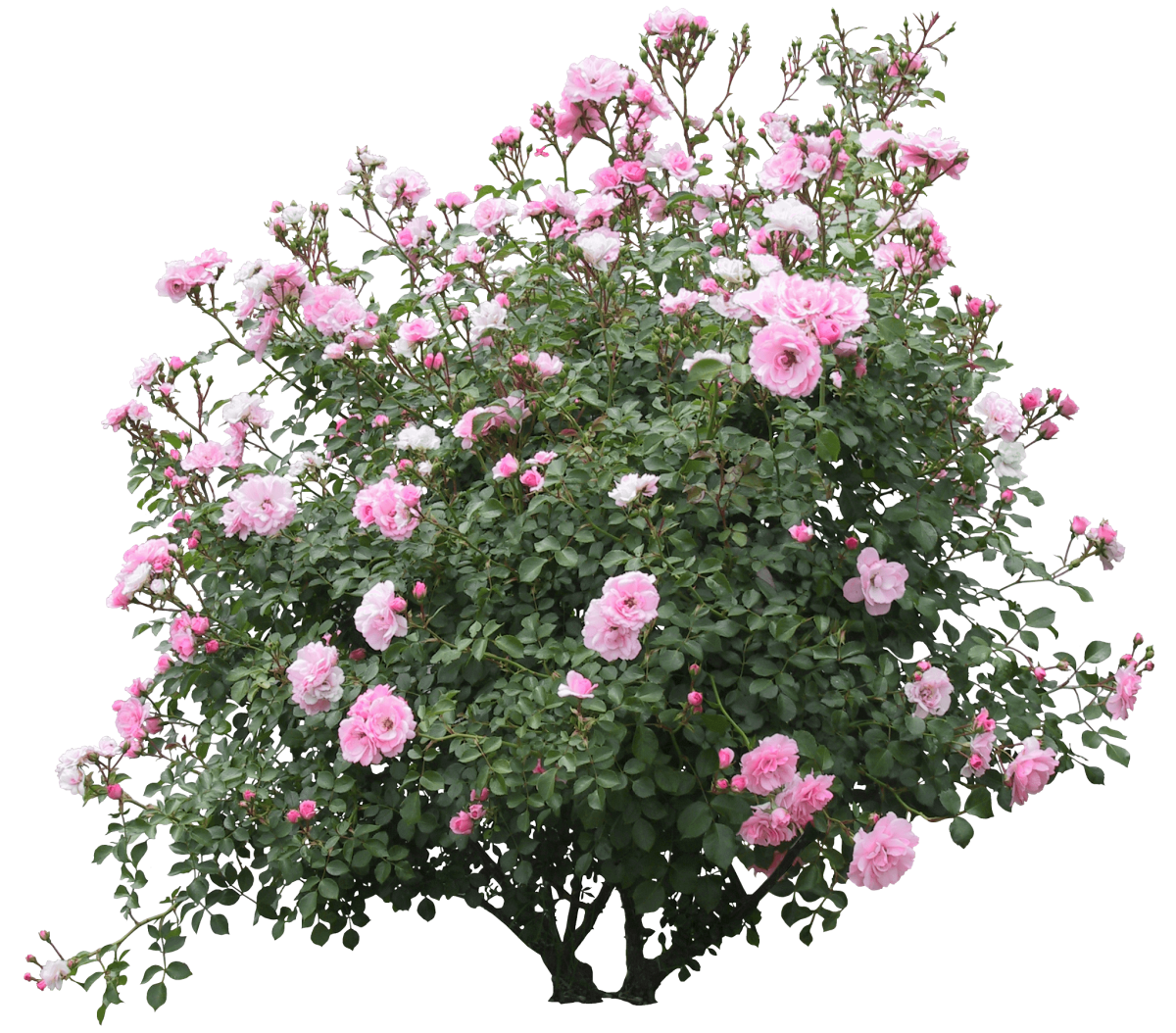 Роза флорибунда куст PNG