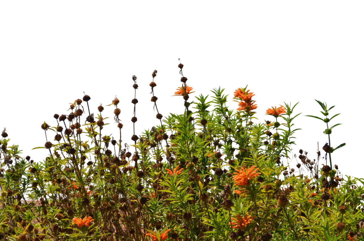 Полевые кусты