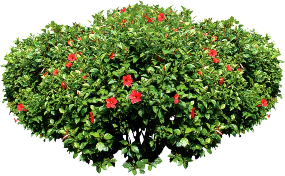 Декоративный кустарник на белом фоне