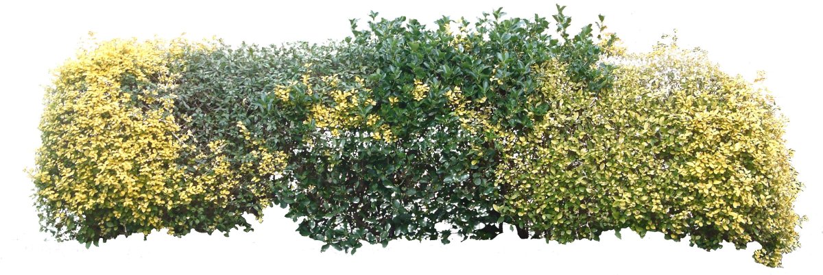 Кусты на переднем плане