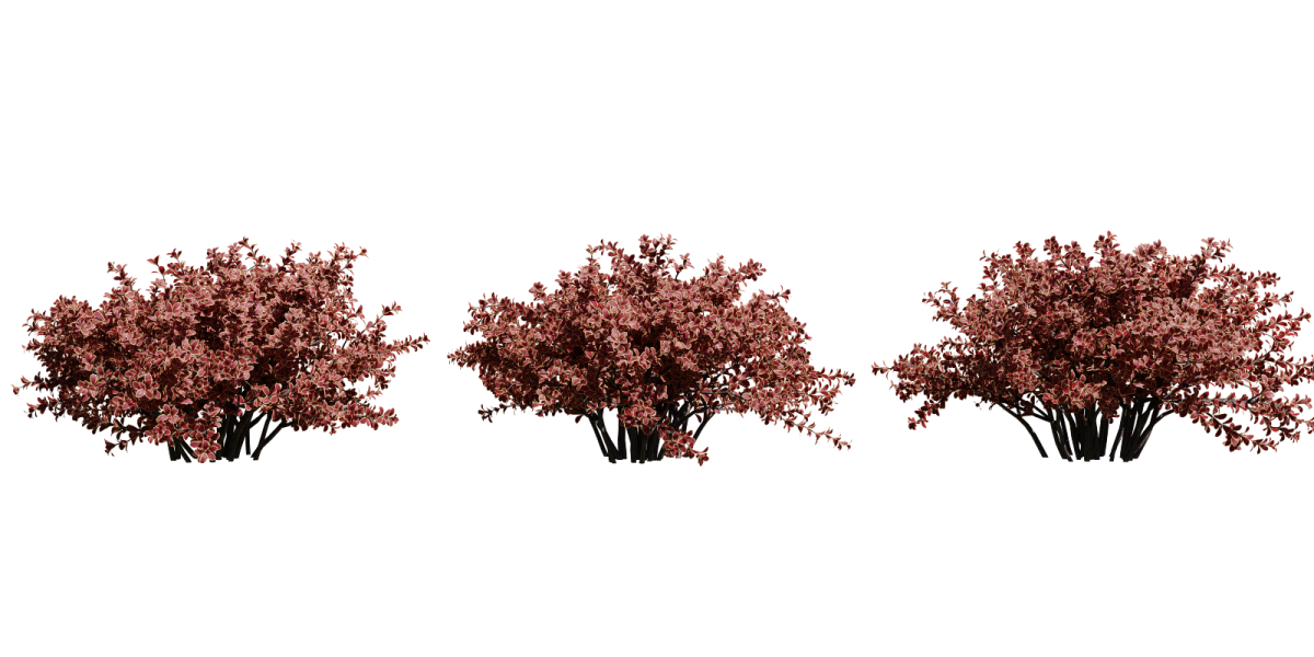 Барбарис Тунберга