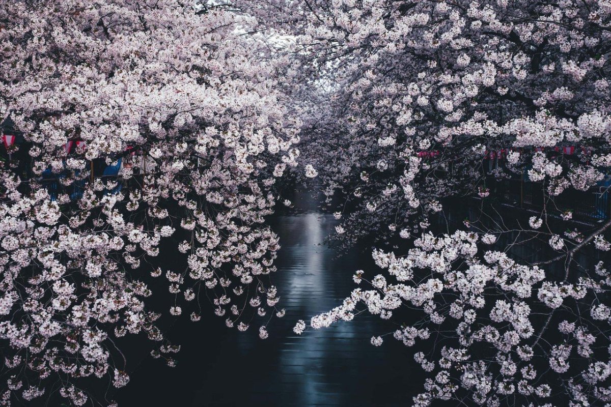 Лепестки Сакуры на воде