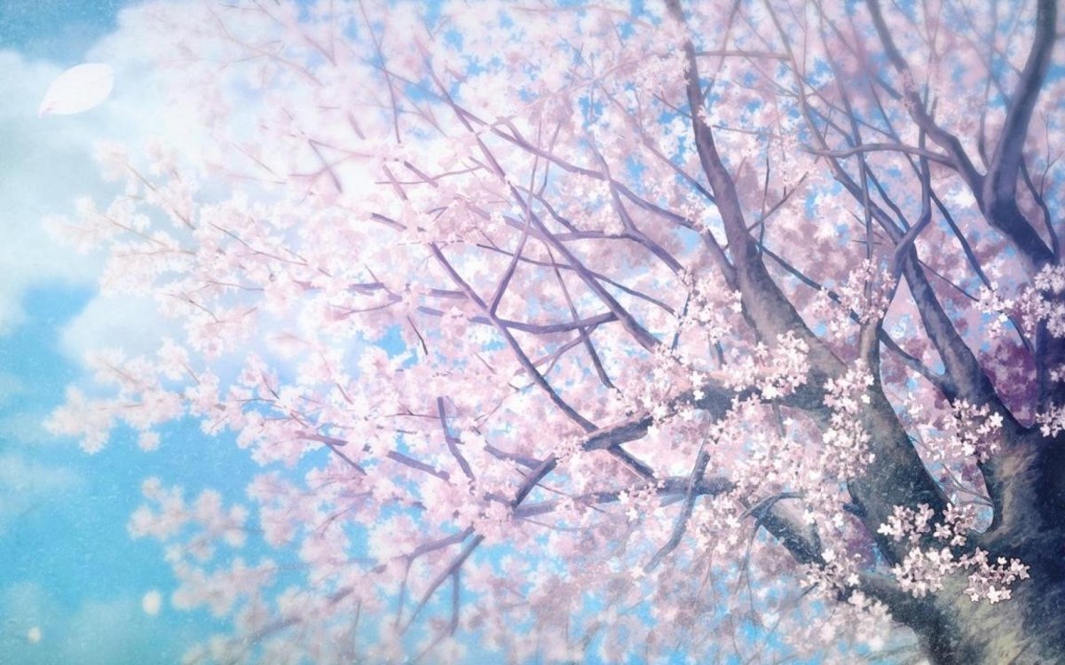 Цветущая Сакура аниме