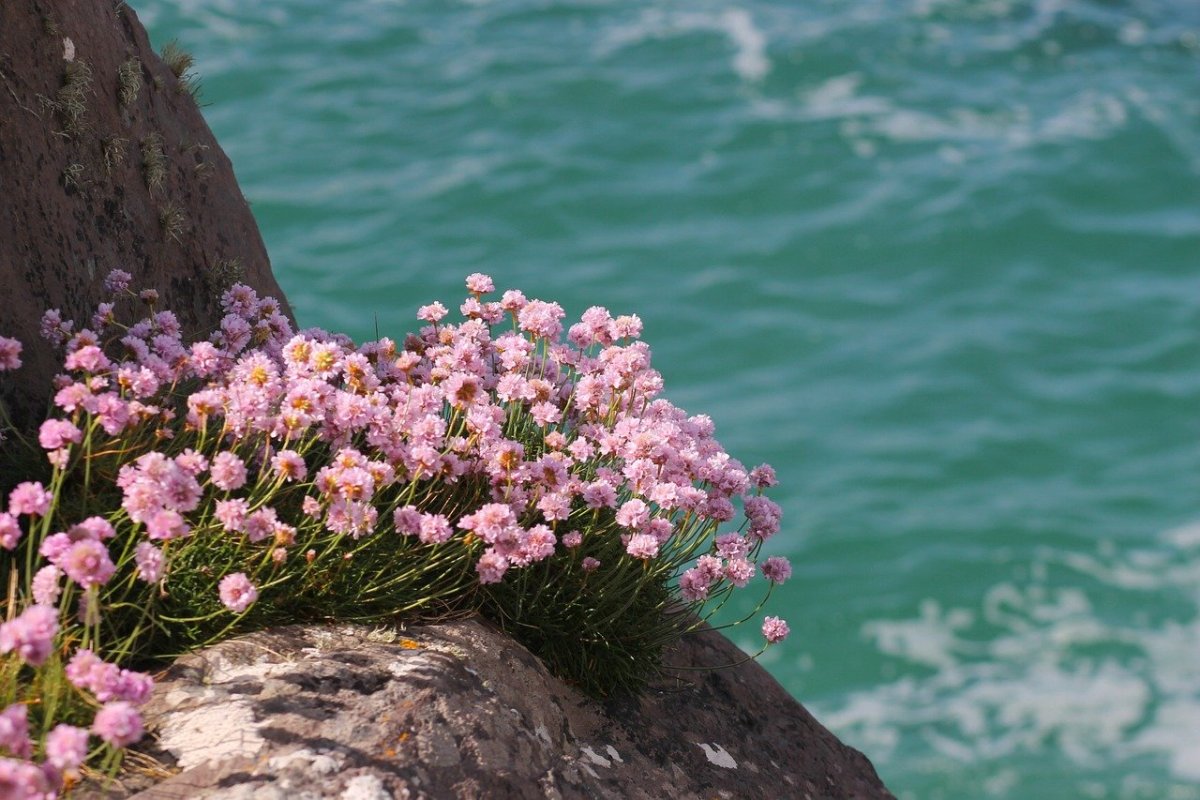 Нежные цветы и море