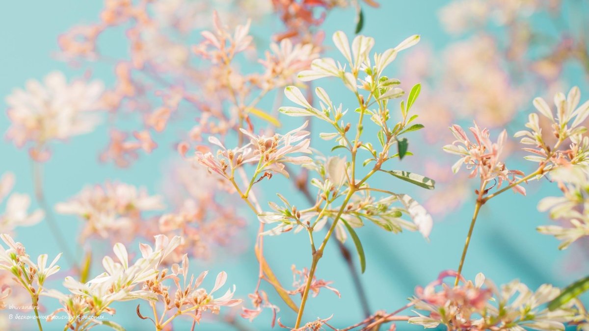 Цветы в пастельных тонах