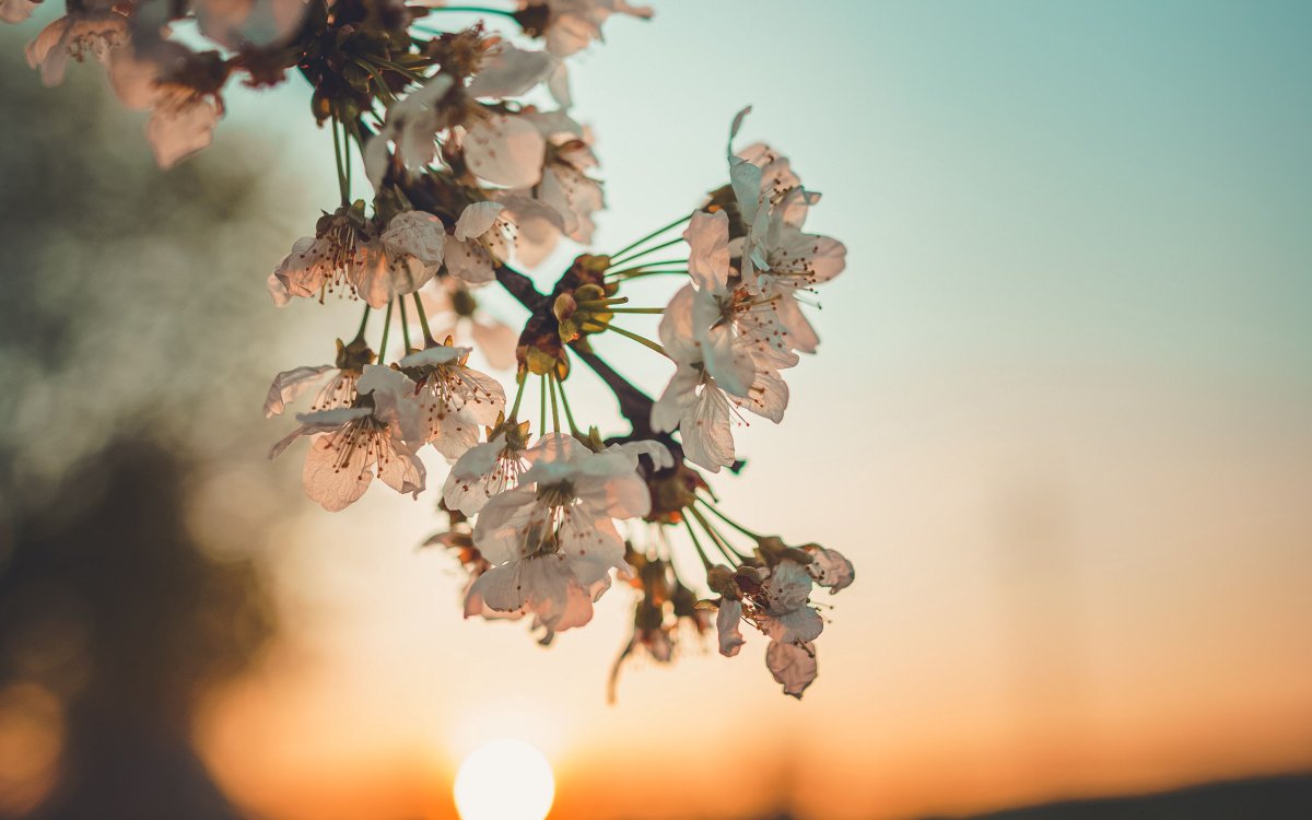 Цветы яблони на закате
