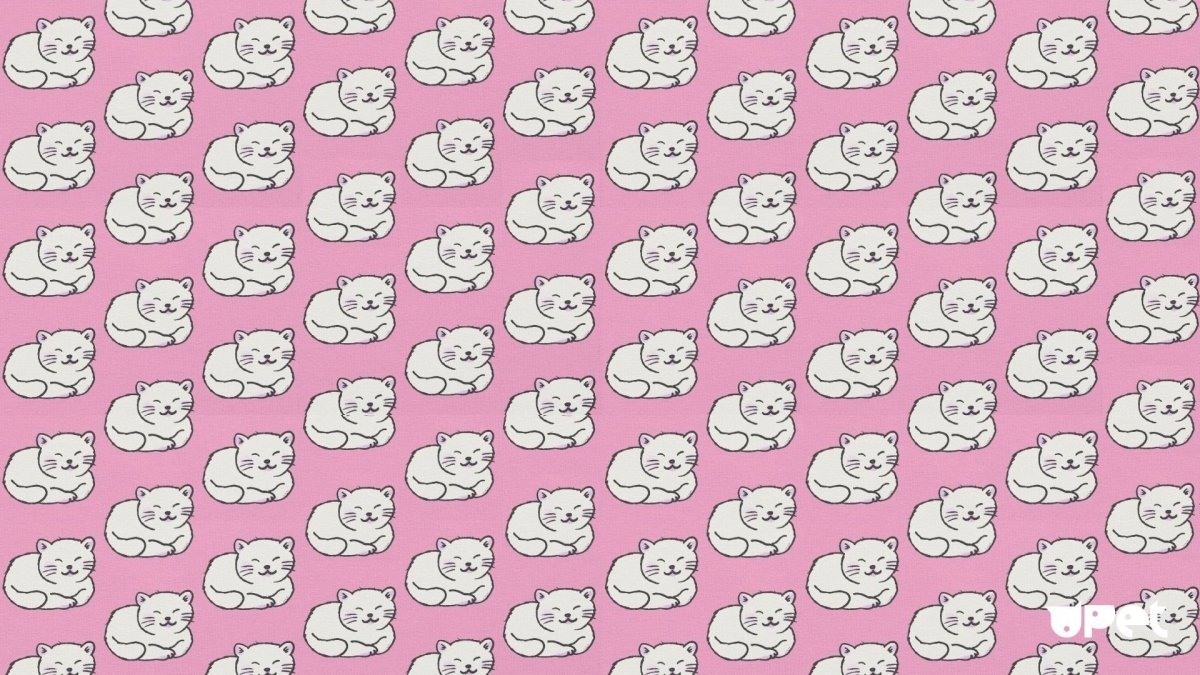 Фон с котиками