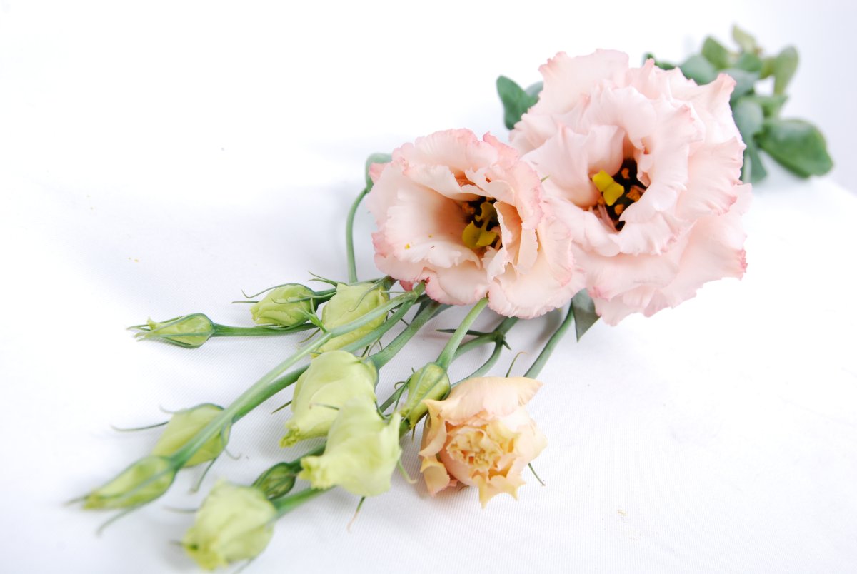 Эустома Алисса Пинк