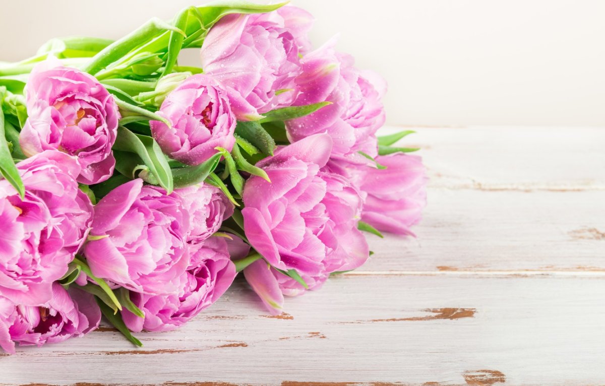 Пионовидные тюльпаны