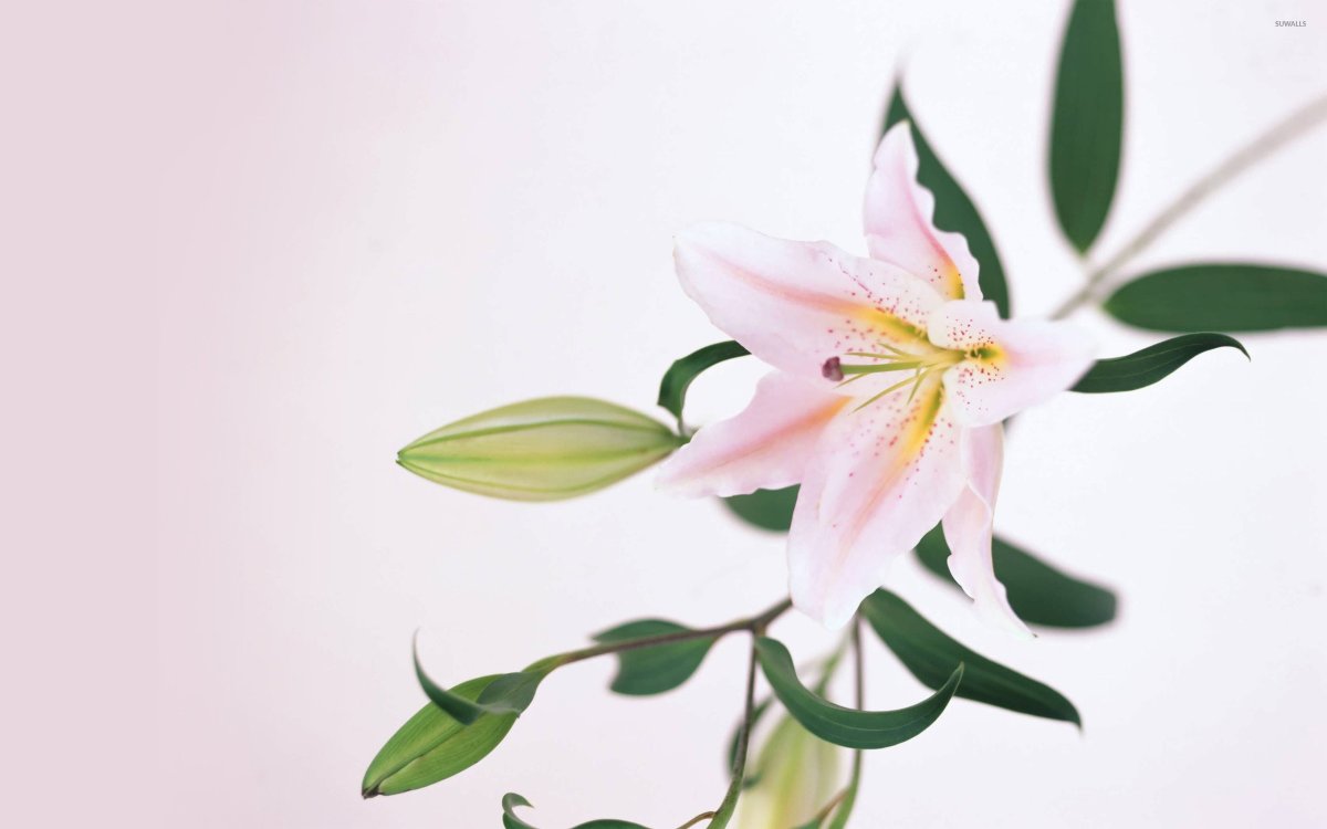 Лилия Лотус Элеганс