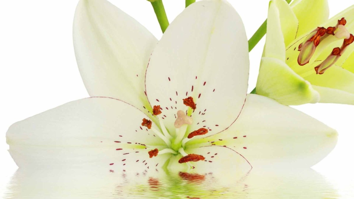 Белые лилии