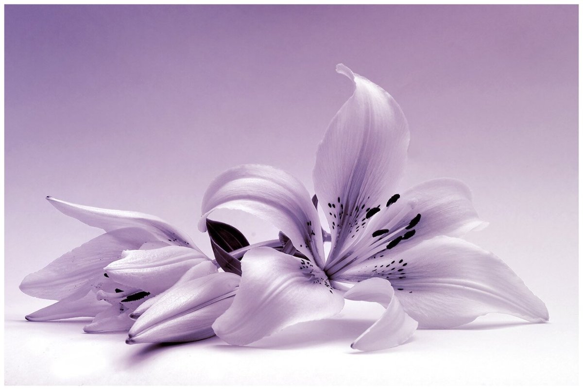 Сиреневые лилии