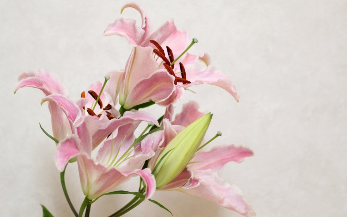 Нежно розовые лилии