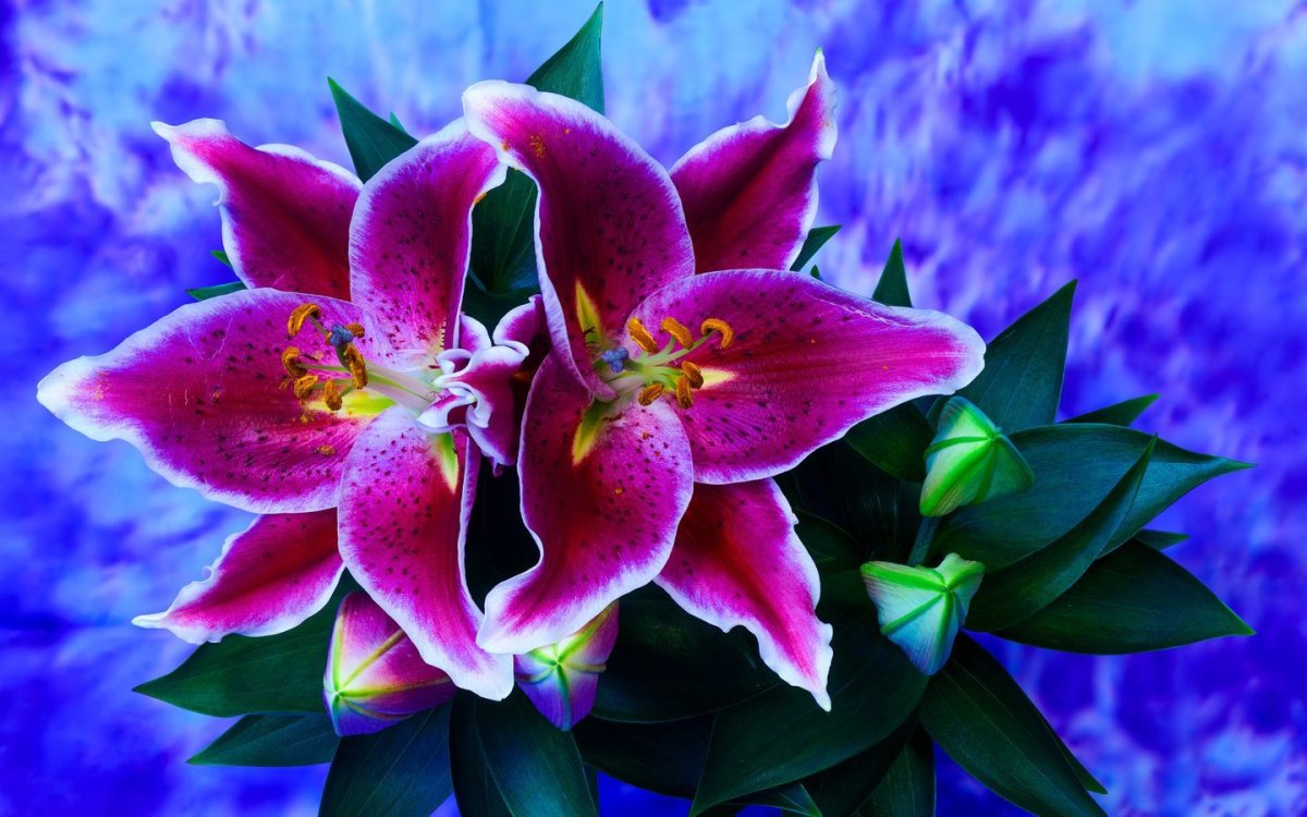 Цветок Лилия риф флизия