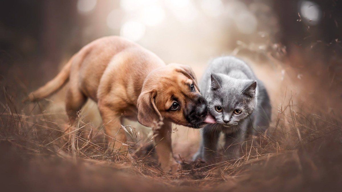 Кошки и собаки