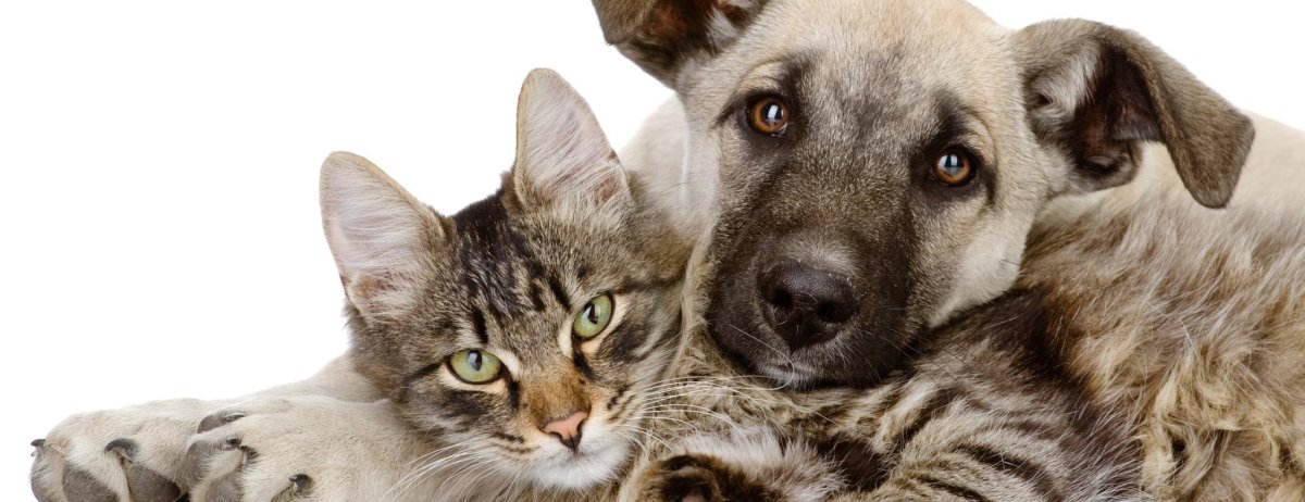 Котики и собачки фон