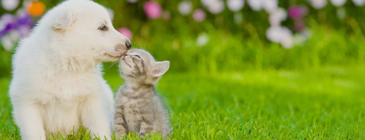 Кошка и собака на траве