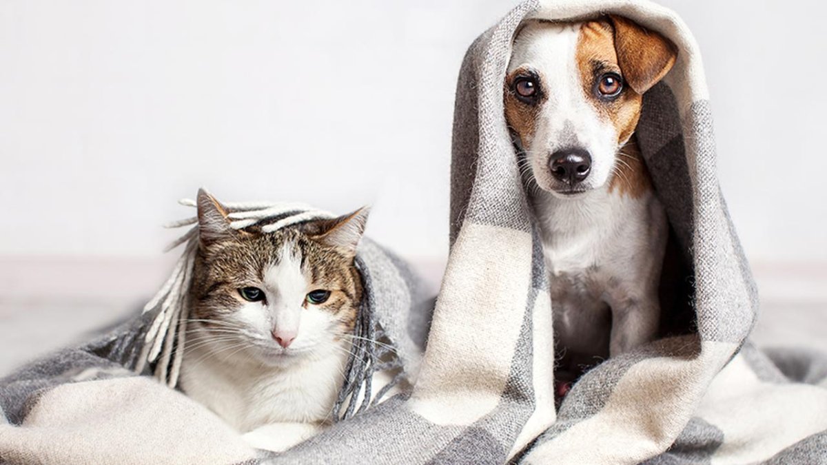 Кошка или собака