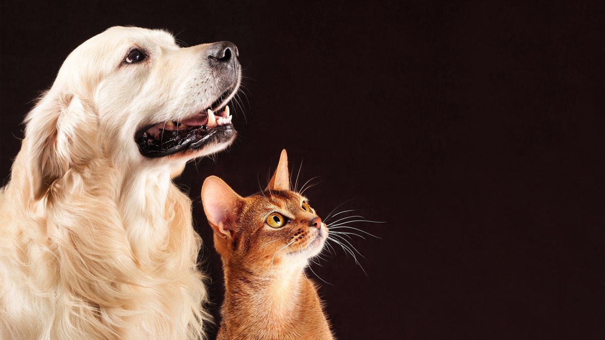 Кошки и собаки