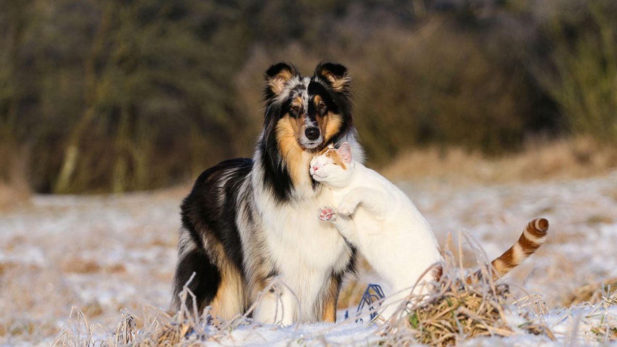 Колли и кошка