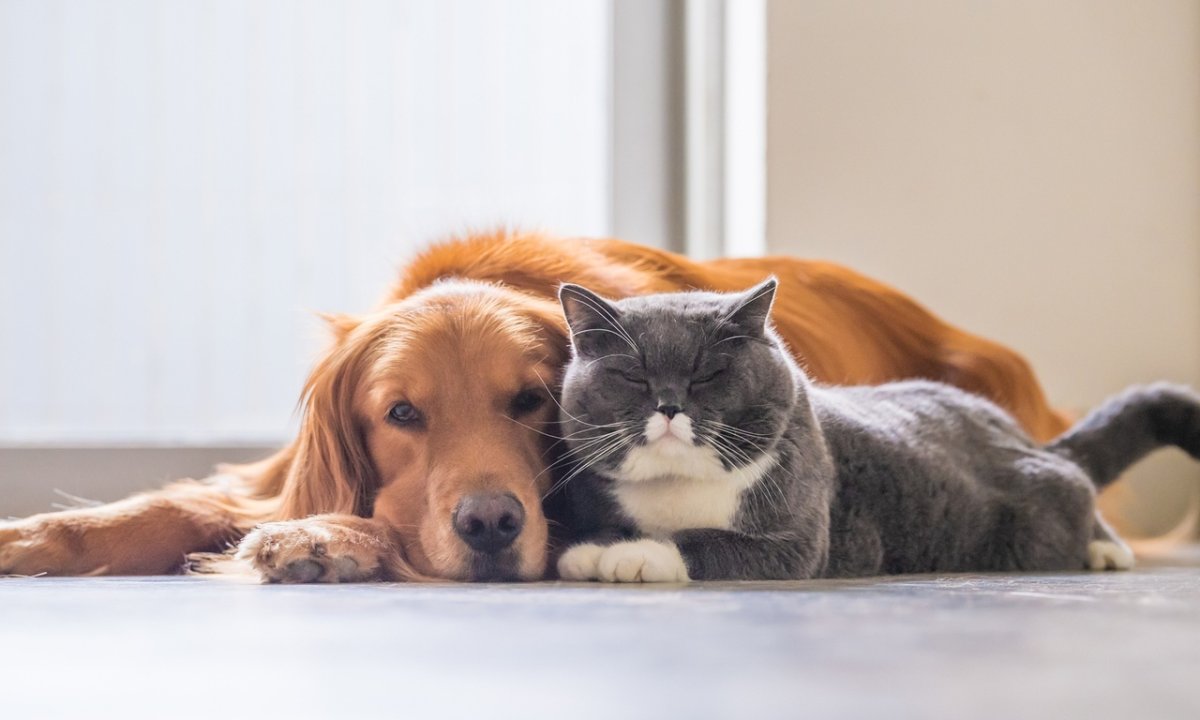 Кот лежит на собаке