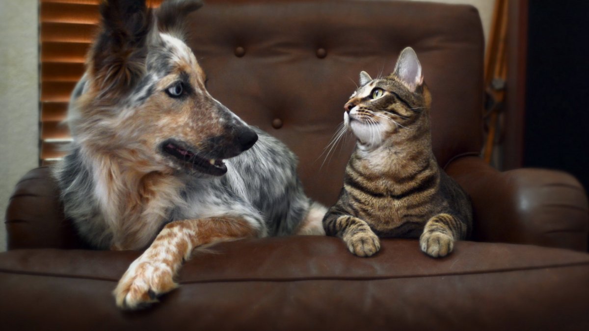 Домашние питомцы